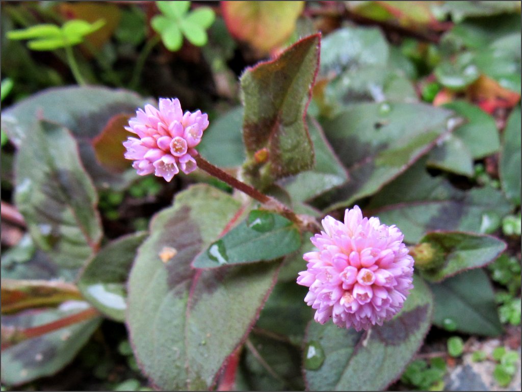 pink-knotweed