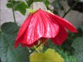 abutilon_lucky_lantern_red