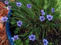 blue-eyed-grass