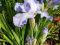 blue-iris