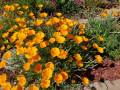 cal-poppies
