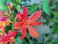 crocosmia