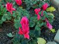 cyclamen-salmon