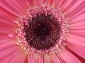 gerbera-scaled