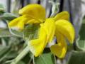 jerusalem-sage