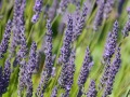 lavender-317001_640