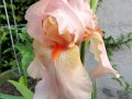 peach_iris