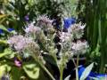 phacelia-californica