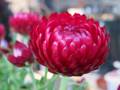 strawflower2