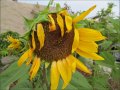 sunflower2