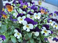 violas