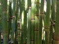 Equisetum