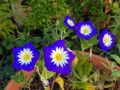 blue ensign morning glory