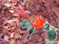 sedum flowers