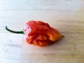 carolina reaper chile