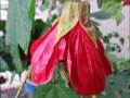 Abutilon