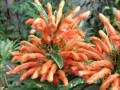 lion's tail