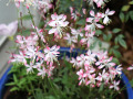 butterfly bush