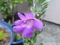 Leucophyllum-Green-Cloud