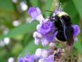 Yellow-faced-BumbleBee3