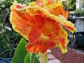 canna-back