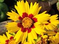 coreopsis-with-hover-fly