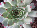 hen-and-chicks succulent