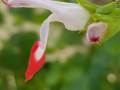 hot-lips-salvia