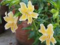 orange-monkeyflower-scaled