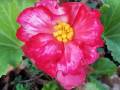 pink-begonia