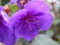 princess-flower