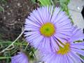 seaside-daisies