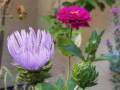 stokesia-with-zinnia