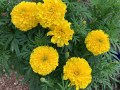 tagetes-erecta