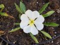 tufted-evening-primrose-scaled