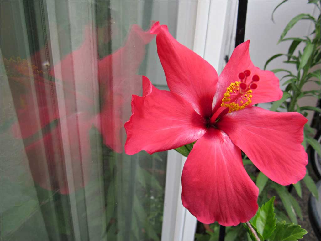 hibiscus-reflection