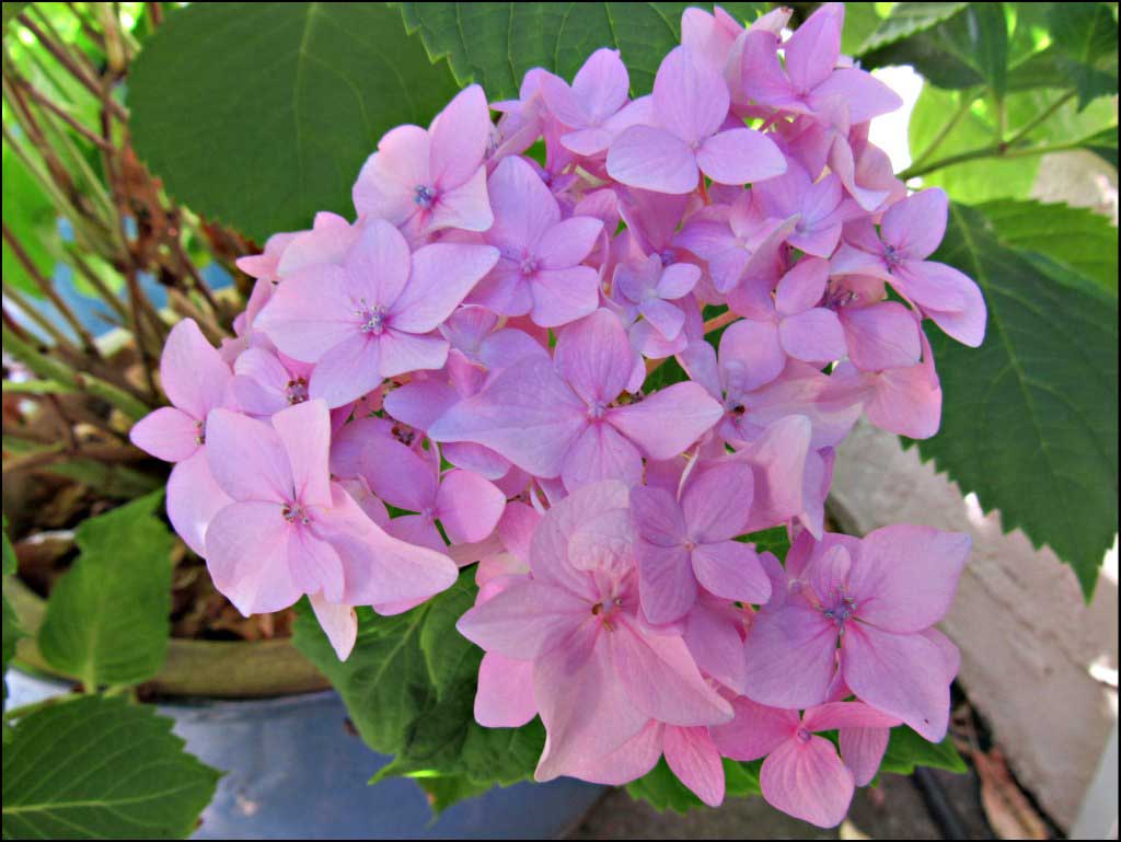 pink-hydrangea