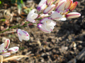 Ixia