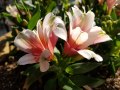 alstroemeria