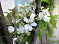 asian_pear_blossoms