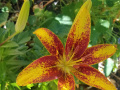 asiatic-lily-20200530