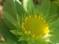 blanket-flower-scaled