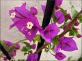 bougainvillea