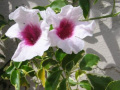 bowervine_0171