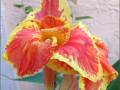 canna-lily