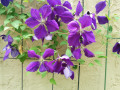 clematis