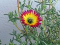 drosanthemum