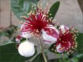 feijoa_blossom