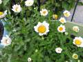 feverfew