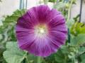 hollyhock